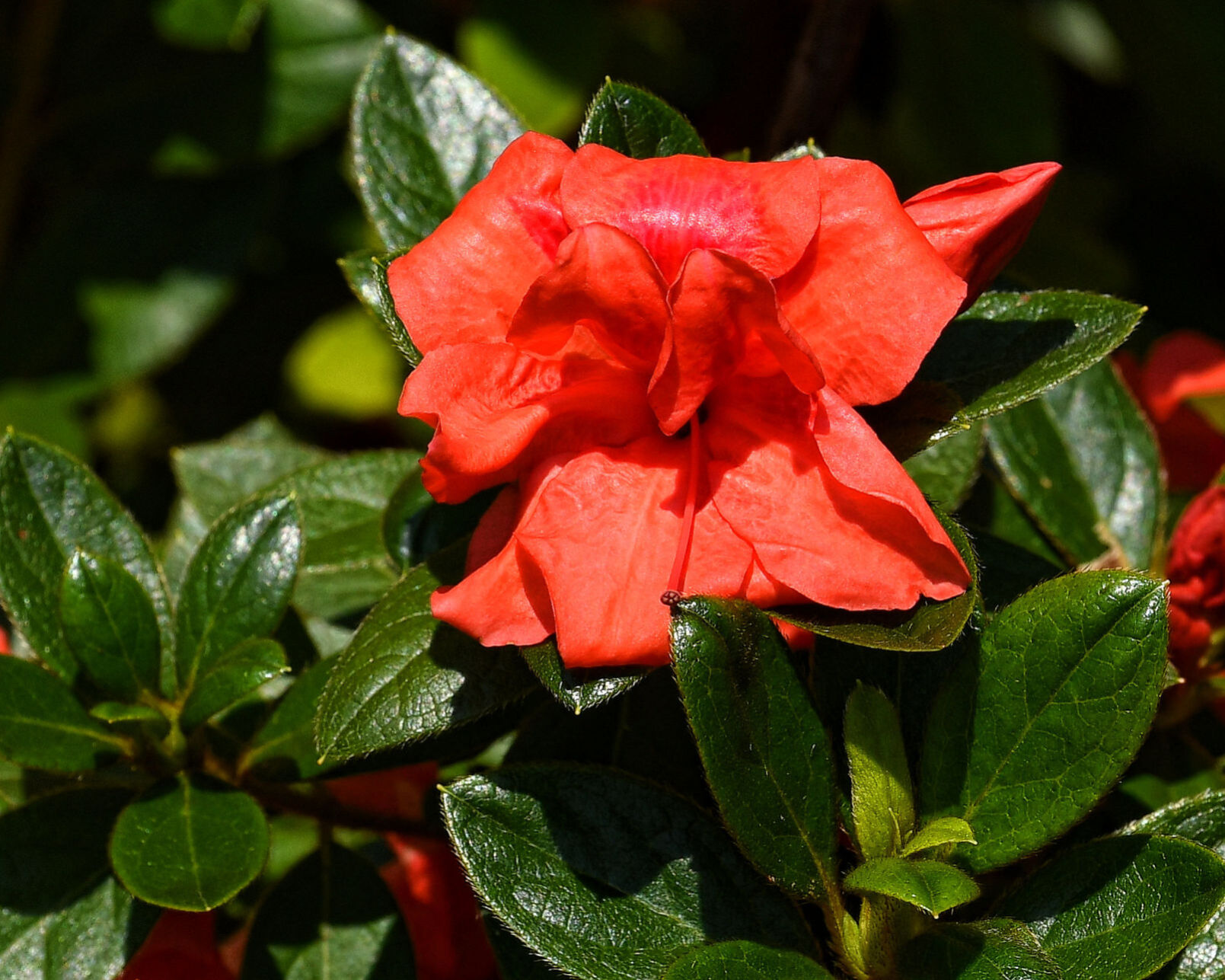 Late bloomer
